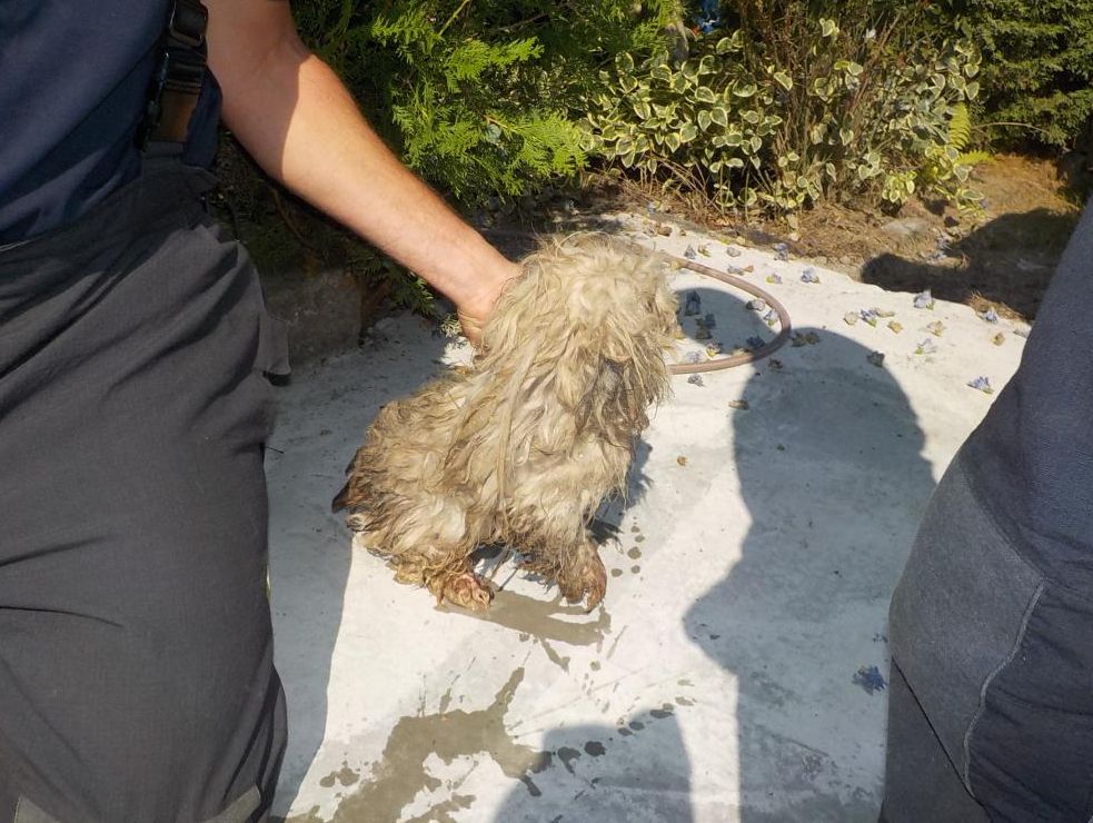 Kleinen Hund aus Abflussrohr gerettet! Reisemagazin
